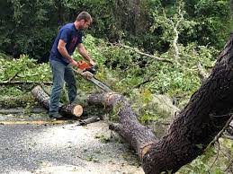 Best Storm Damage Tree Cleanup  in Linden, TN