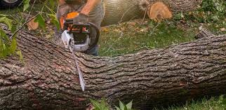 Best Tree Maintenance Programs  in Linden, TN