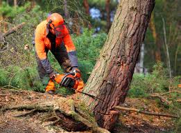 Best Leaf Removal  in Linden, TN