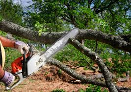 Best Grass Overseeding  in Linden, TN
