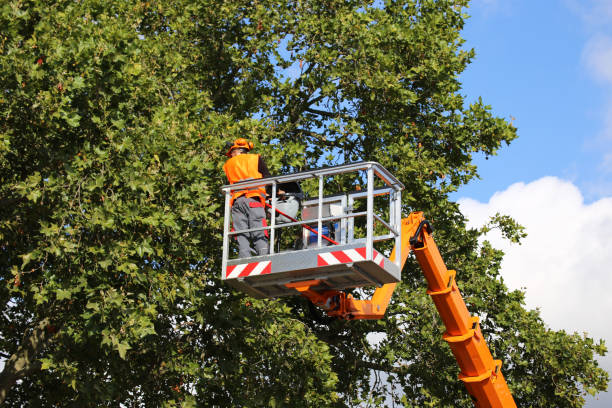 Best Tree Mulching  in Linden, TN