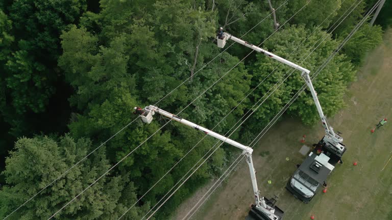 Best Utility Line Clearance  in Linden, TN