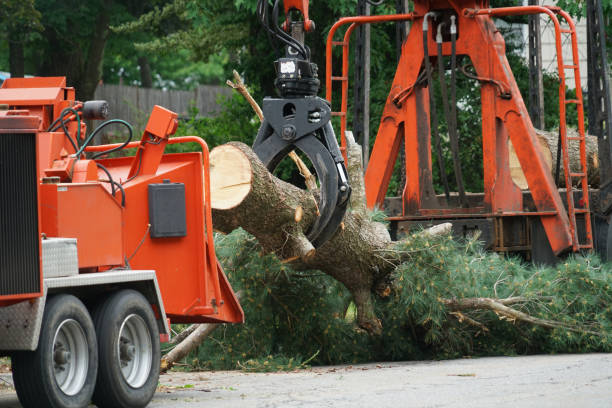 Best Lawn Pest Prevention  in Linden, TN