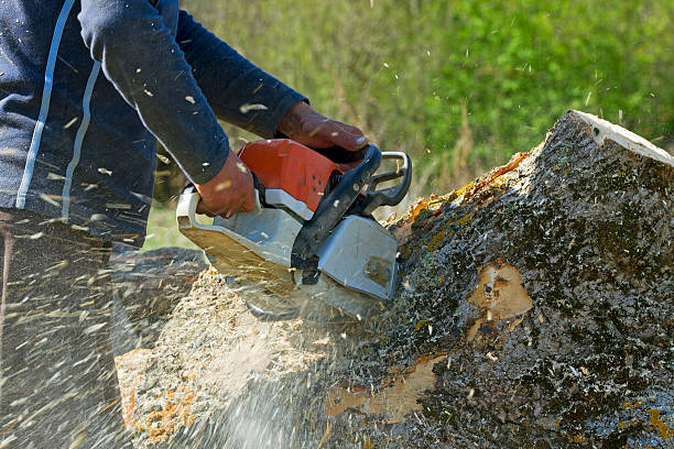 Best Lawn Renovation and Restoration  in Linden, TN