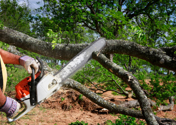 Lawn Grading and Leveling in Linden, TN